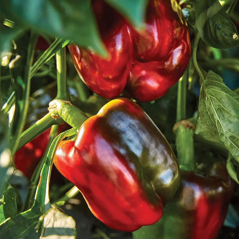 Pepper, Sweet, California Wonder