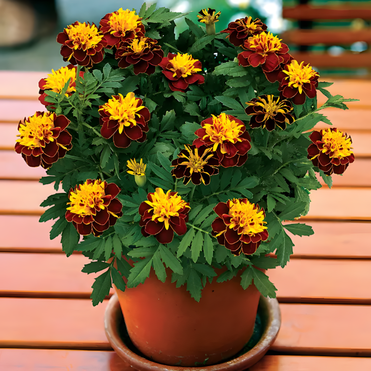 Super Hero Spry Marigold Seeds