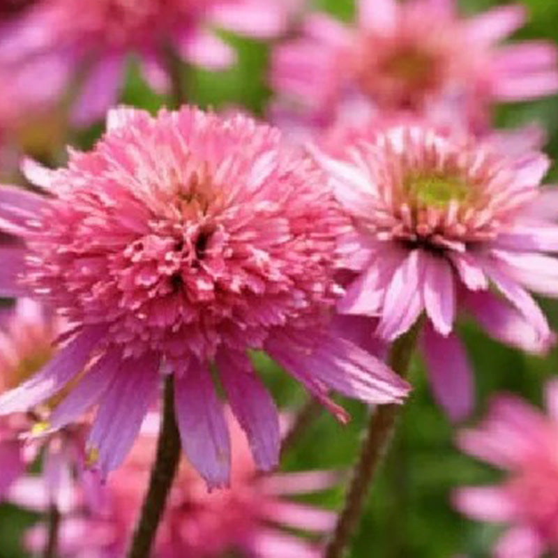 Double Pink Coneflower Seeds - Rare Hardy Perennial Pollinator Flower