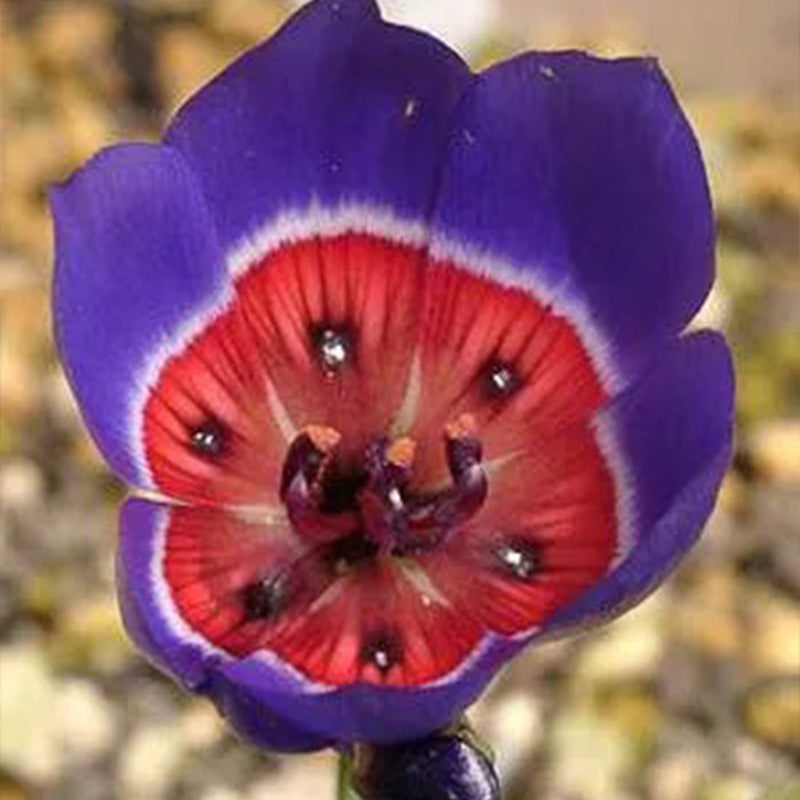 Radianes de Geissorhiza