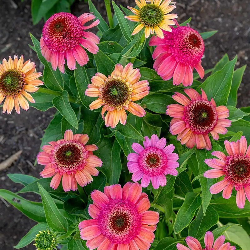 Echinacea, Double Dipped Rainbow Sherbet
