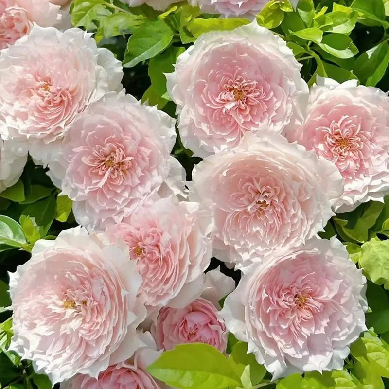 Monique Darve Rose Seeds