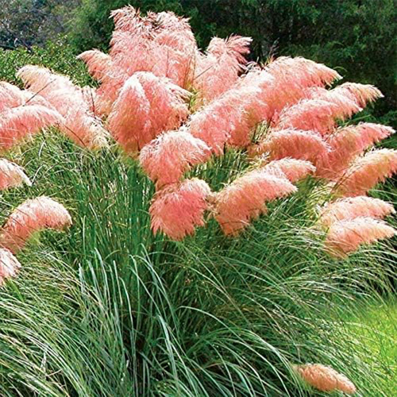 Pink Pampas Grass Seeds Ornamental Grass for Landscaping or Decoration