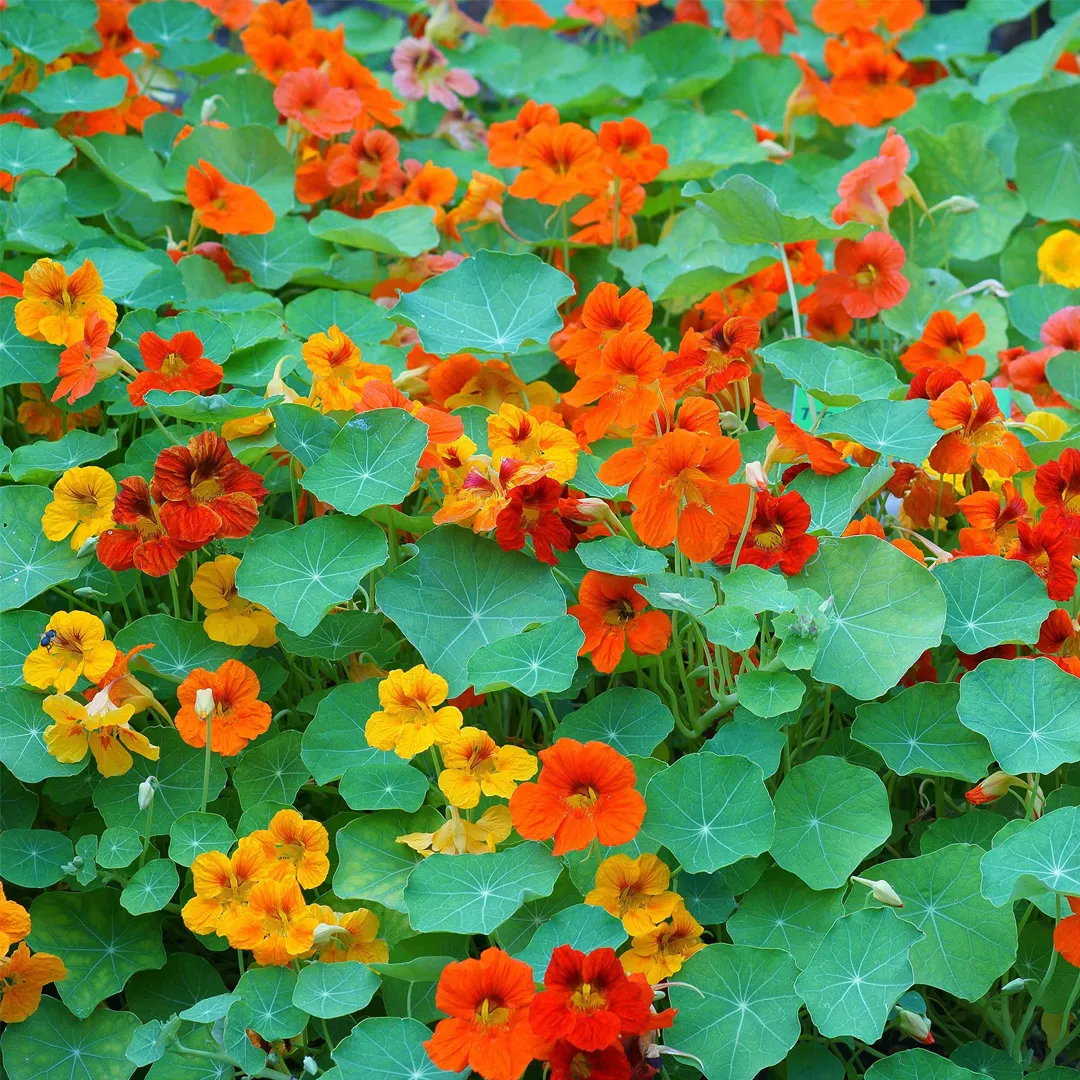 Mixed Colors Nasturtium Seeds - Annual