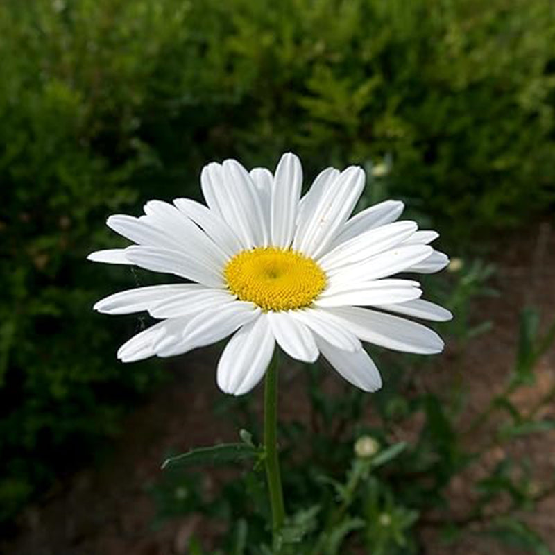 Semillas de flores de margarita Shasta de Alaska para plantar