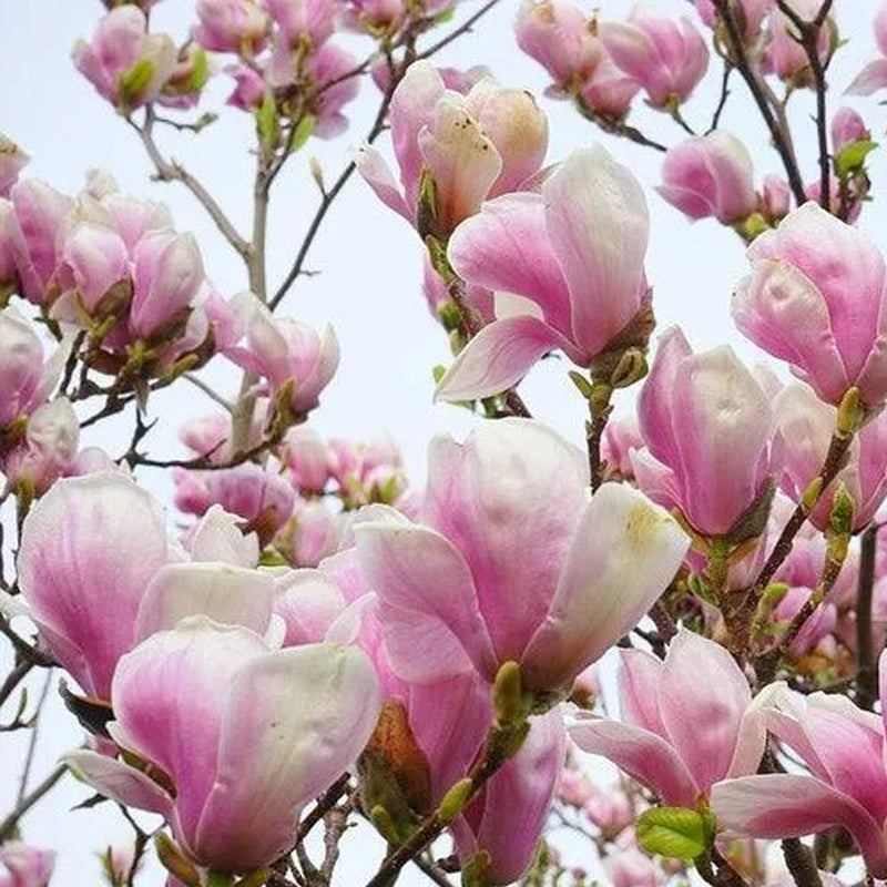 Árbol de flores de magnolia lirio Semillas de tulipán fragante de color rosa y morado Magnol Liliiflora