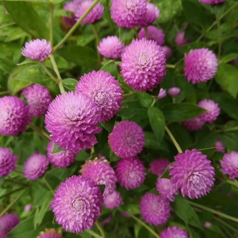 Annual Rose Gomphrena Globosa Flower Seed for Planting