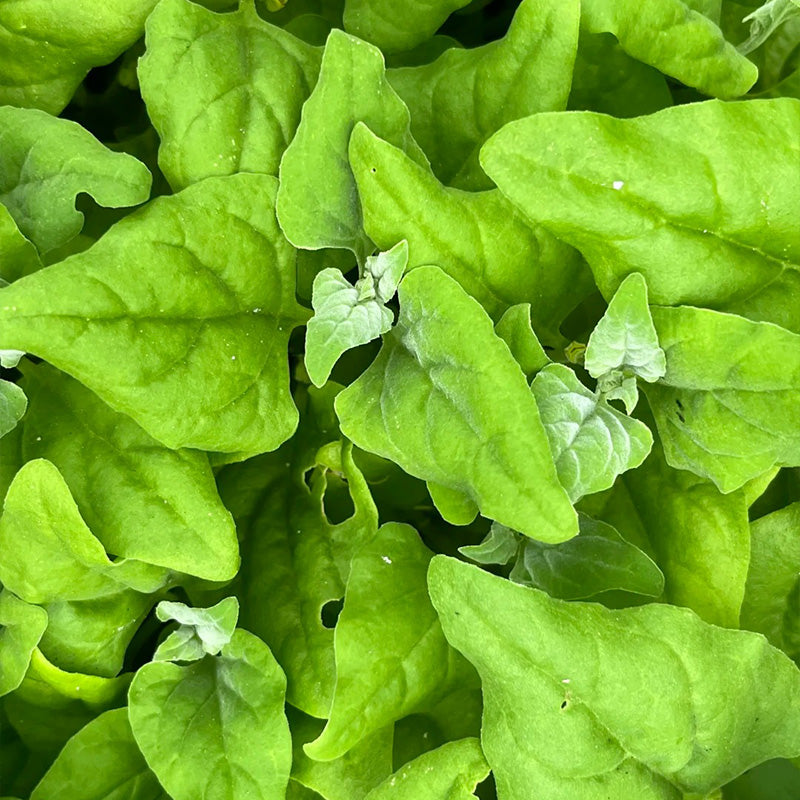 Summer-Survivor New Zealand Spinach Seeds