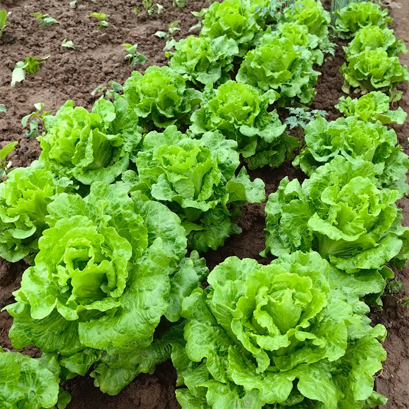 Emerald Green Butterhead Lettuce Seeds