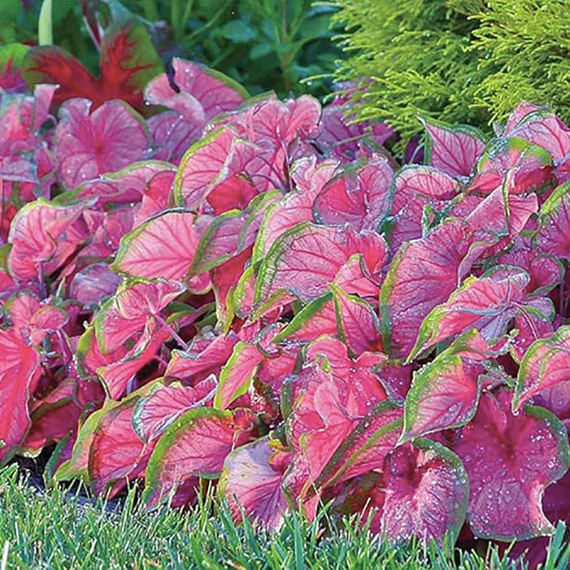 Florida Sweetheart Caladium Pink Strap Large Root Stunning Pink Foliage