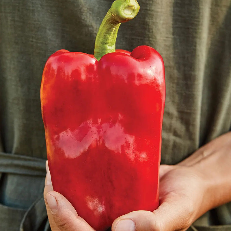 Pepper, Sweet, Great Stuff Hybrid