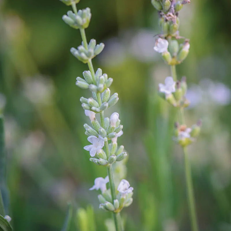 Lavender, Lacy Frills