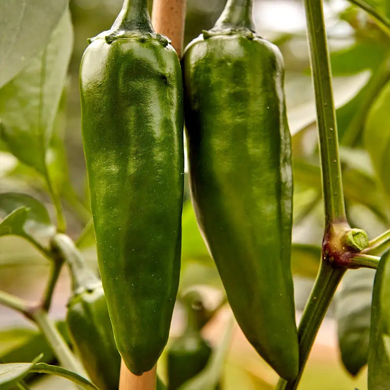Pepper, Hot Jalapeno, Pot-a-Peño Hybrid