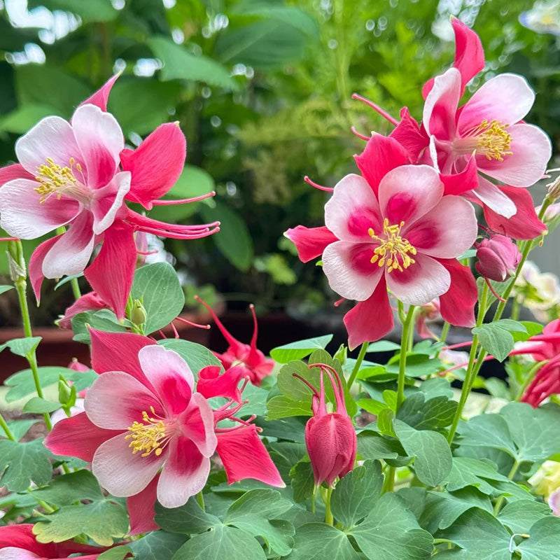 Columbine, Early Bird Red & White