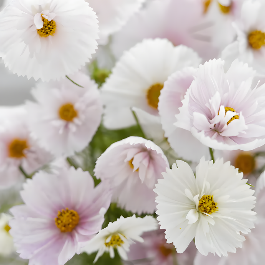 COSMOS CUPCAKE BLUSH FLOWER SEEDS
