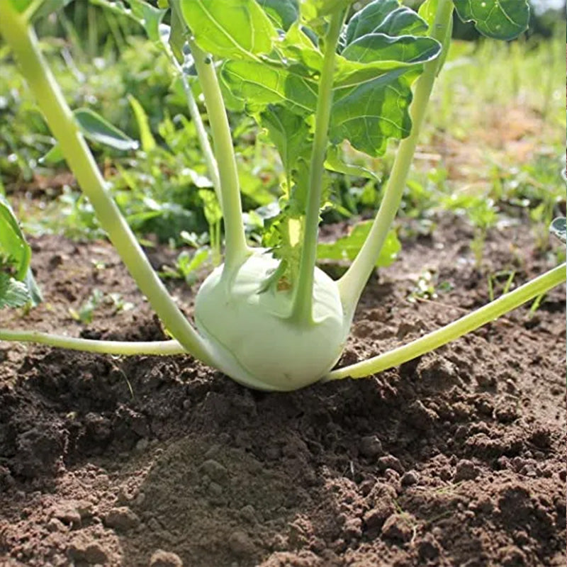 Kohlrabi Korist