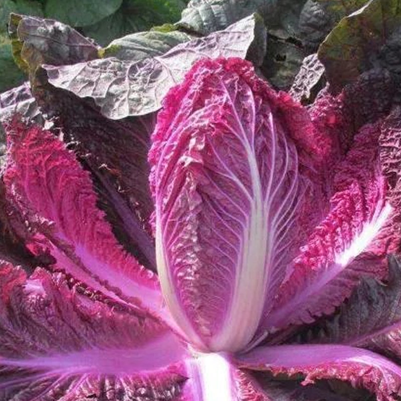 Organic Purple Cabbage Seeds