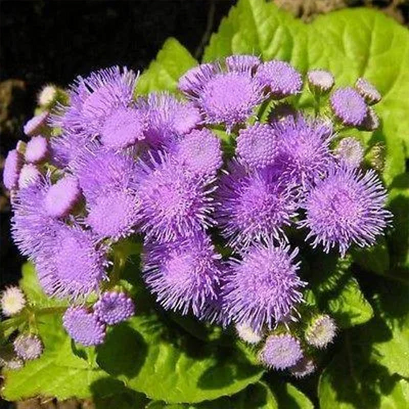 Ageratum Aloha Blue F1