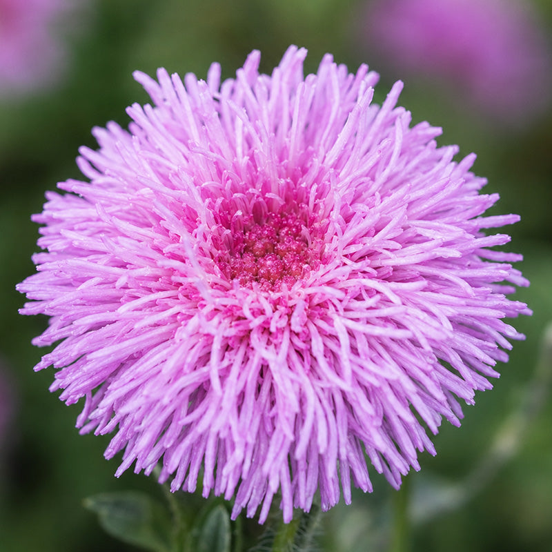 Pink Floss Flower (Ageratum) Seeds