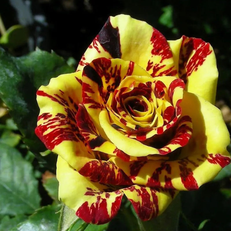 Tea Rose 'Dragon Tiger' Seeds