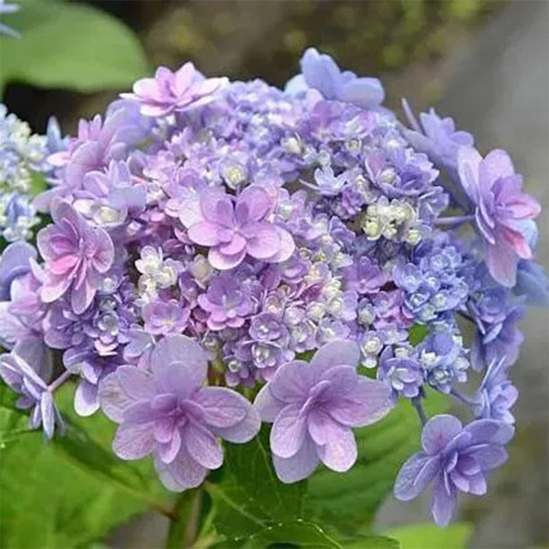 Ayesha Hydrangea macrophylla