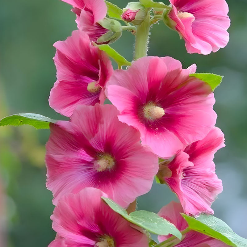 Hollyhock Seeds - Single Mix