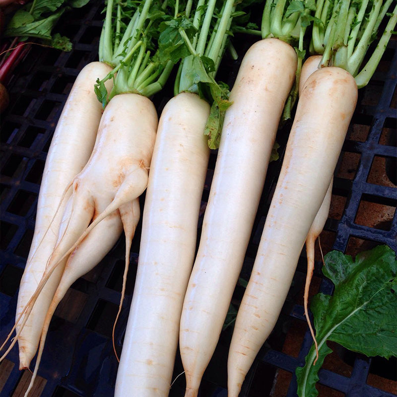 Premium Long White Radish Seeds