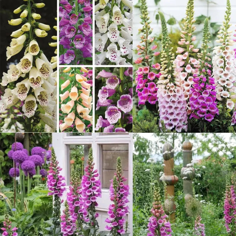 Delphinium Seeds Suitable for autumn & winter