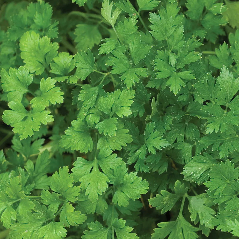 Parsley, Single Italian