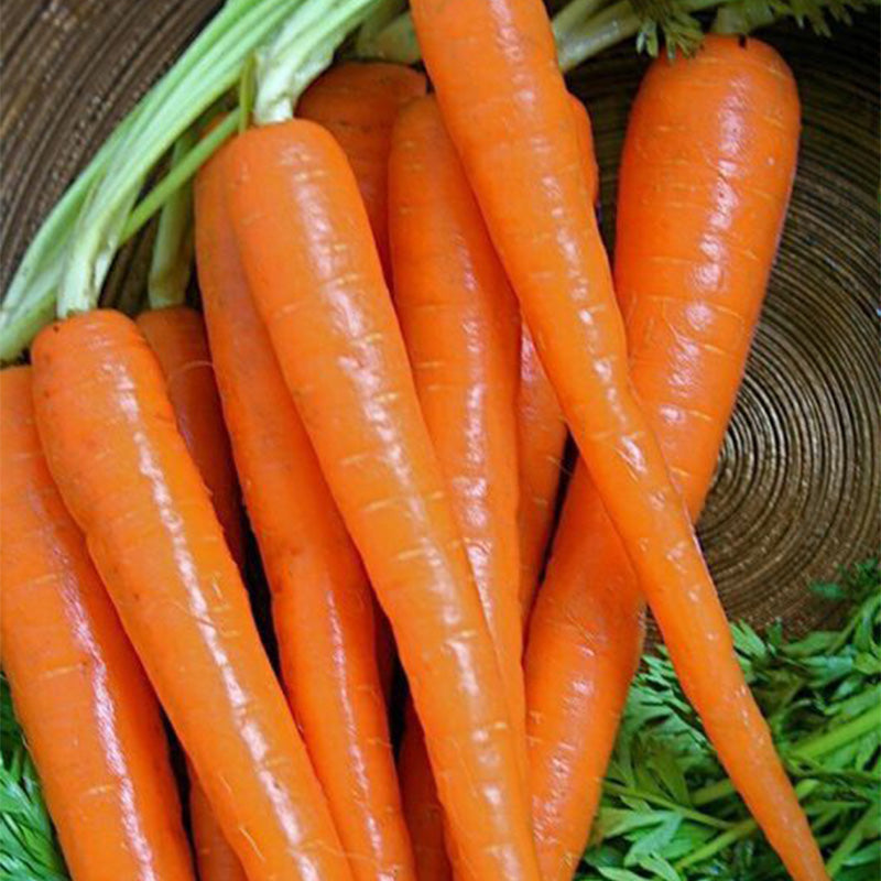 Glossy Crystal Orange Carrot Seeds