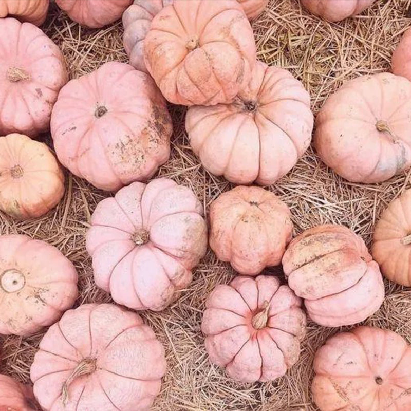 Semillas de calabaza rosadas