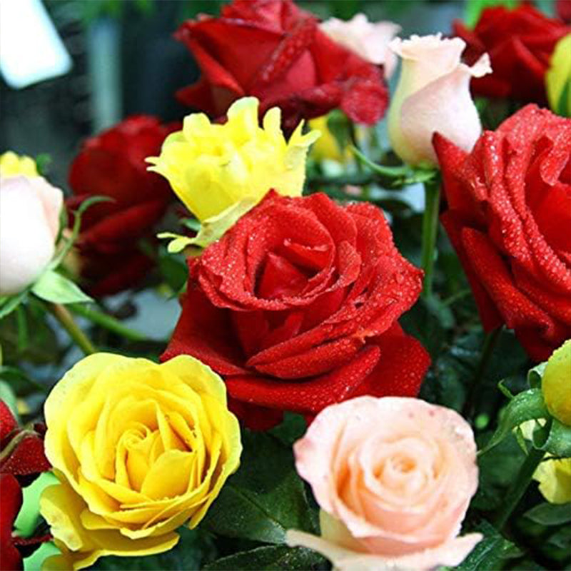 Semillas de flores de rosas multicolores mixtas, flores perennes, plantas raras, bonsái de jardín