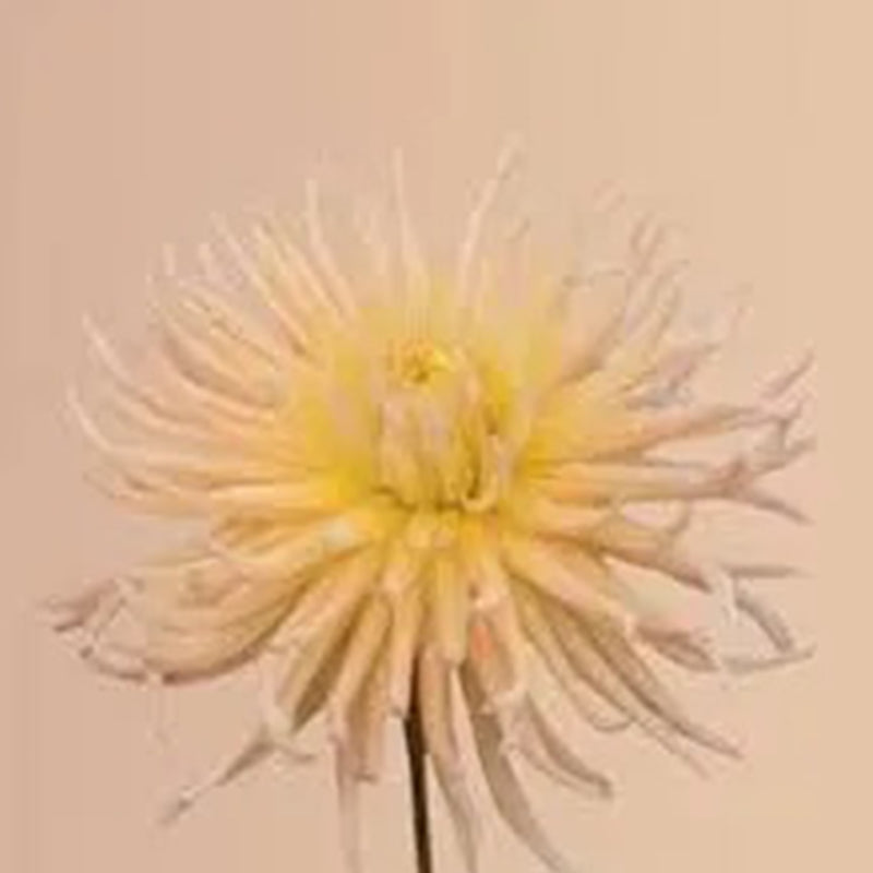 ESTRELLA DE ALBARICOQUE