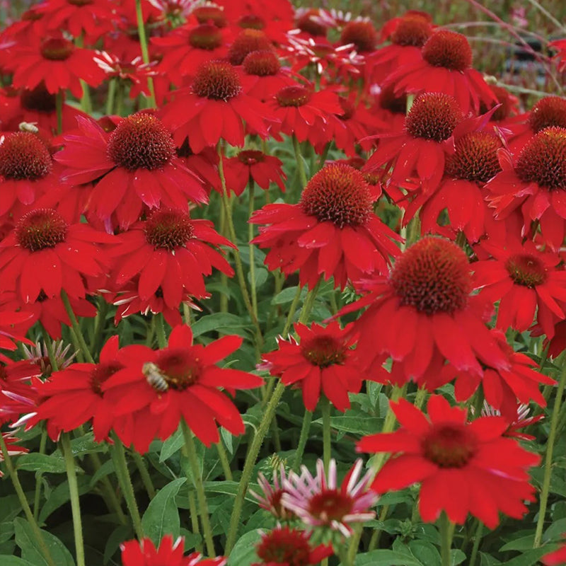 Echinacea, Sombrero Salsa Red
