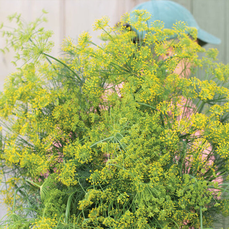 Ramo de semillas de eneldo orgánico