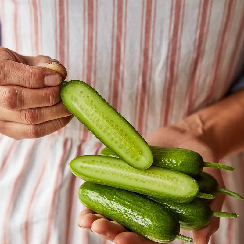 Pepino, mini, híbrido para fiestas