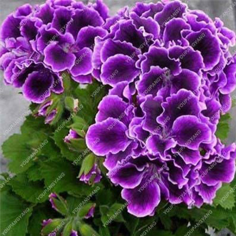 Geranium Flower Seeds for Planting Violet