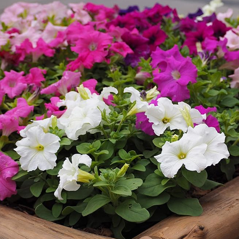 Annual Petunia Hybrida Flower Seed Mix for Planting