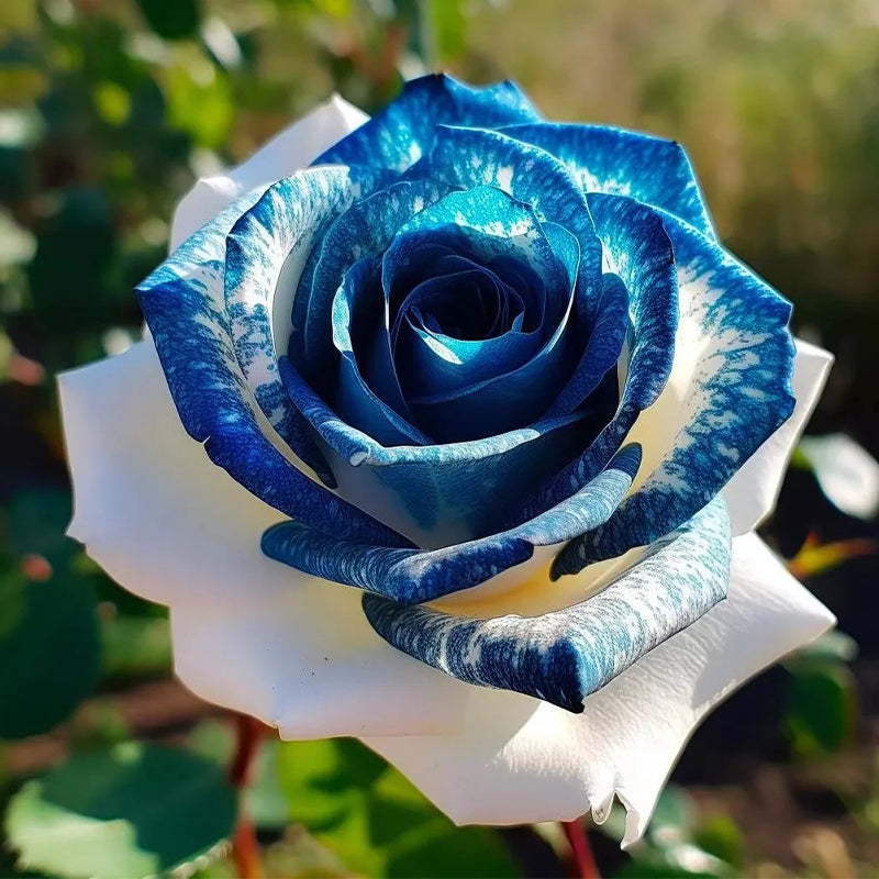 Gemas de zafiro en rosas gemelas