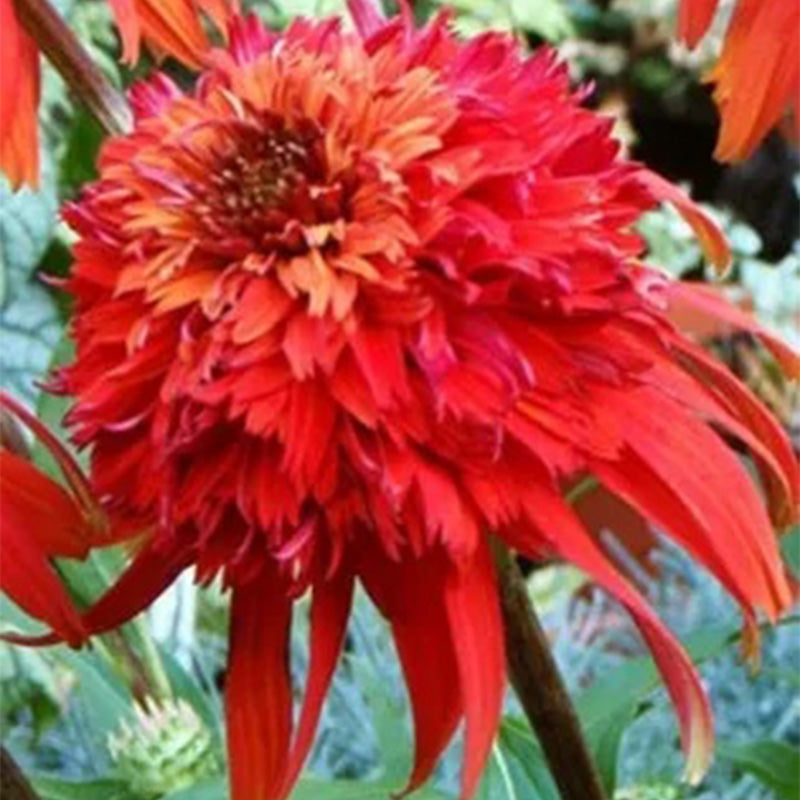 Echinacea ‘Hot Papaya’ Flower Rare Heirloom Fire Red Coneflower