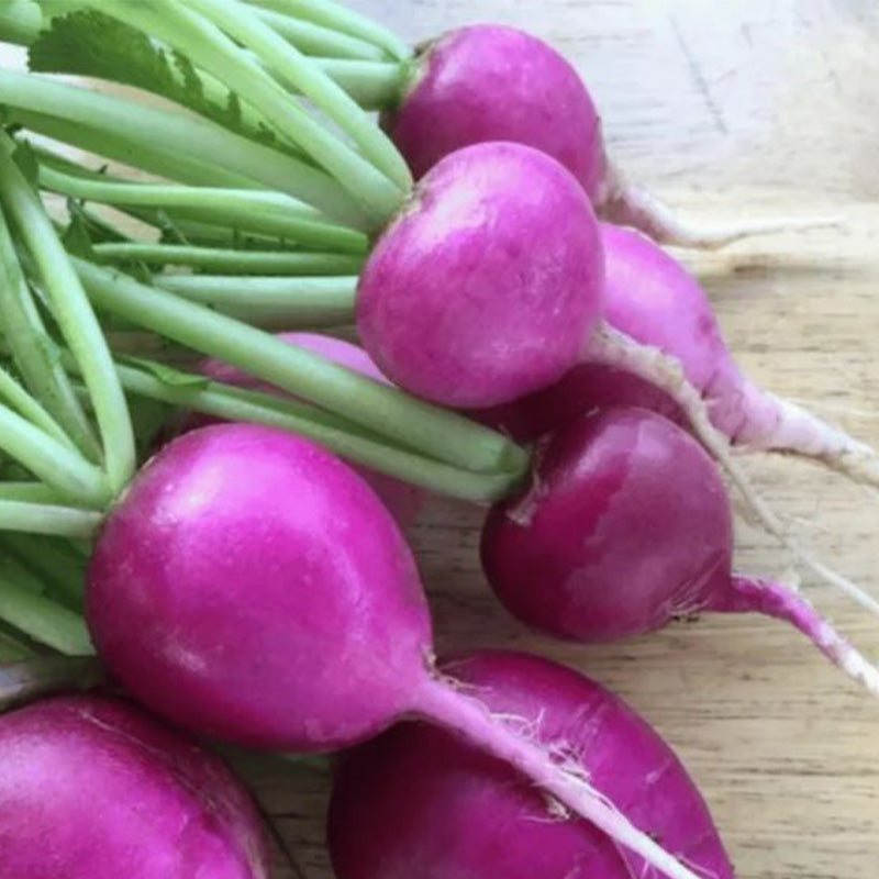 Amethyst Purple Radish Seeds