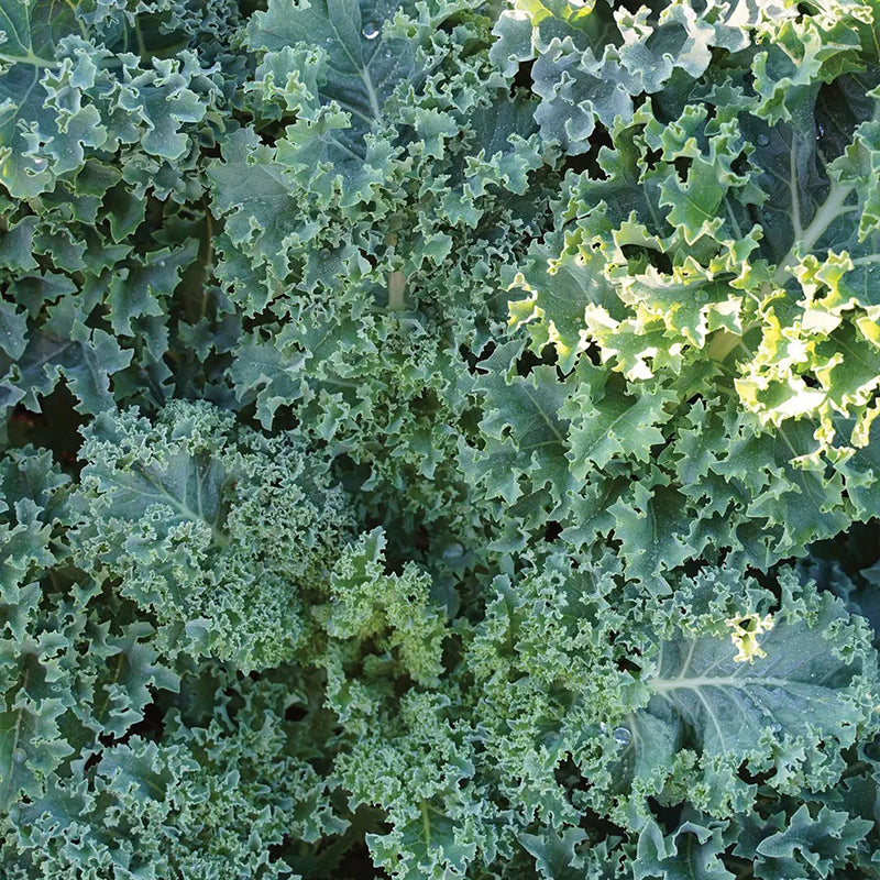 Col rizada, Prizm Híbrido