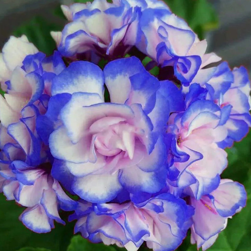 Semillas raras de geranio 'Night Blue', capullo de rosa de manzano, pelargonio perenne