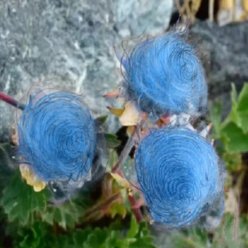 Flor de humo de pradera azul