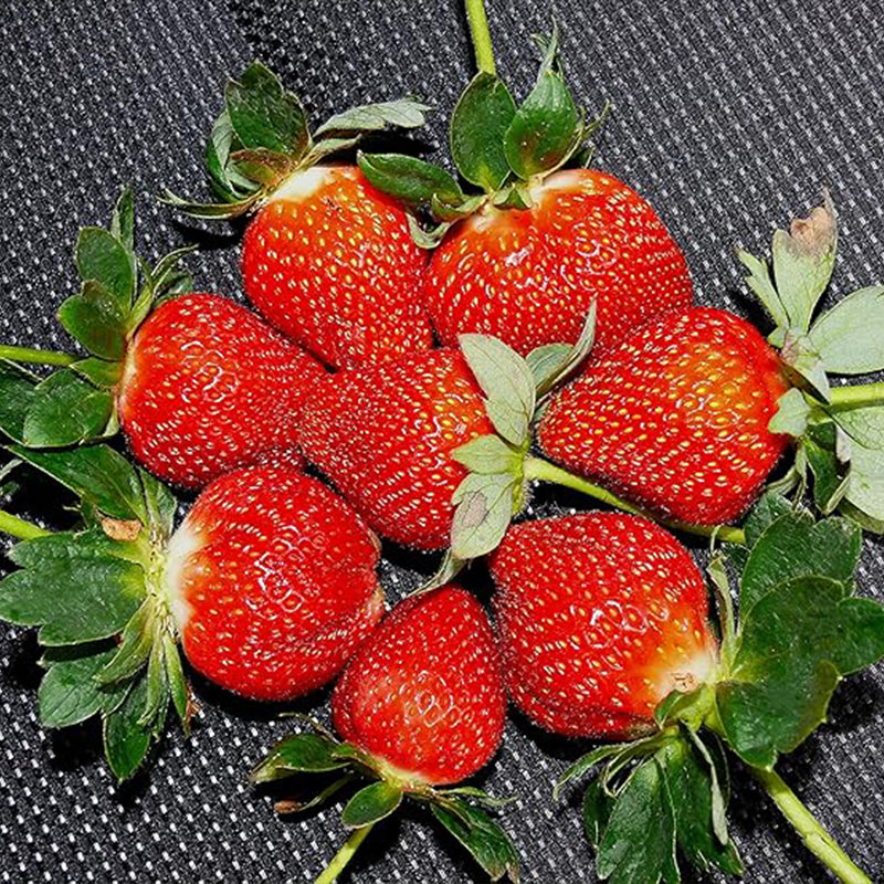 Giant Strawberry Fresca Everbearing Berries Indoor Non GMO Fruit Seeds