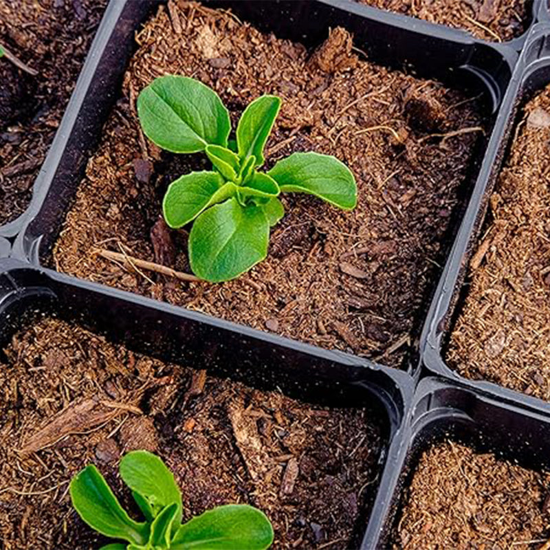 Semillas de lechuga buttercrunch: semillas de hortalizas para plantar