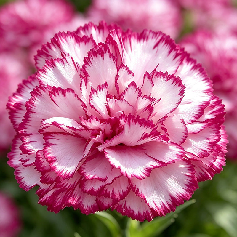 Pink White Picotee Carnation Seeds