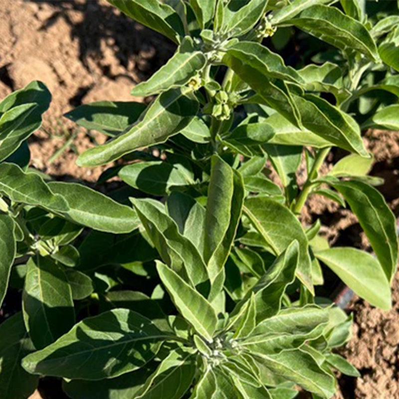 Ashwagandha
