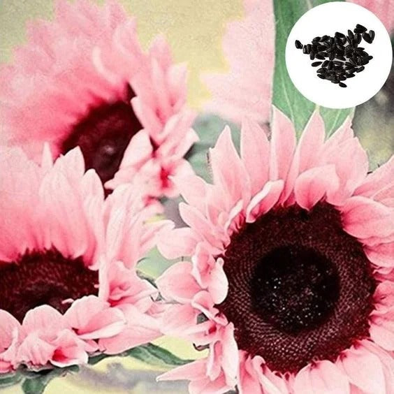 Midnight Oil Pink Sunflowers Seeds