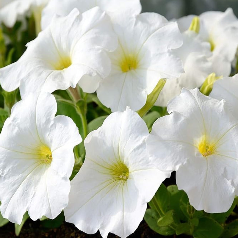 Annual Petunia Multiflora White Flower Seeds for Planting